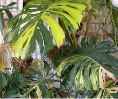 Monstera, Variegated Split-Leaf Philodendron, Windowleaf 'Variegata'