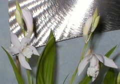 Orchid, Bletilla Murasaki Shikibu 'Alba', Ground Orchid, Striped Bletilla