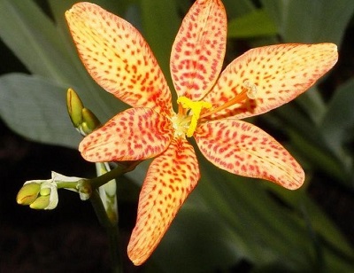 Blackberry Lily, Leopard Lily Freckle Face