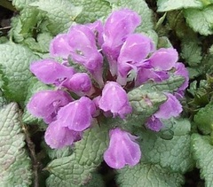 Spotted Dead Nettle 'Red Nancy'
