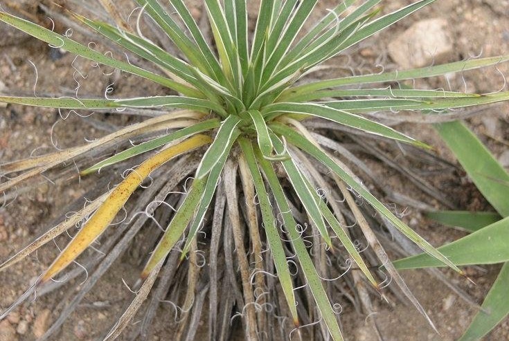 Yucca Species, Dwarf Yucca, Harrimans Yucca, Spanish Bayonet