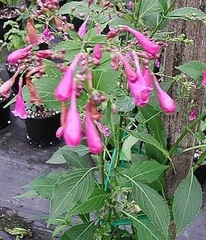 Strobilanthes Species, Chinese Rain Bell, Pink Strobilanthes, Vein Leaf Acanthus