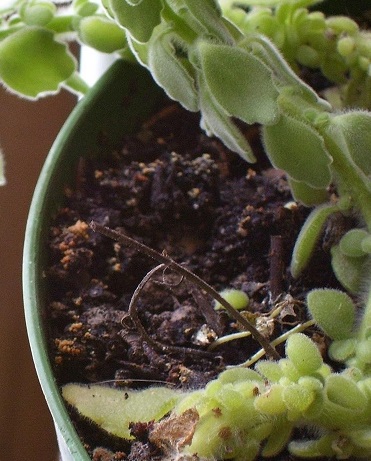 Plectranthus Species, Cuban Oregano, Succulent Coleus, Vicks Plant