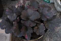 Heuchera, Alum Root, Alumroot, Coral Bells, Coralbells 'Midnight Rose'