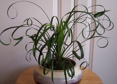 Creeping Liriope Cassidy