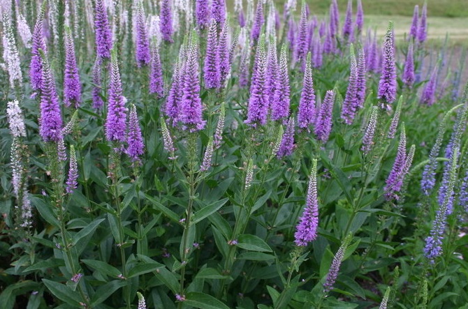Veronica, Hybrid Speedwell Purpleicious