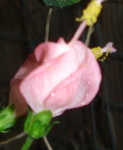 Malvaviscus, Pams Pink Turks Cap Pam Puryear