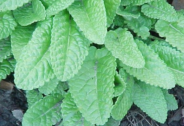 Stachys Species, Betony, Lambs Ear