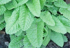Stachys Species, Betony, Lamb's Ear