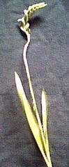 Species, Natural Hybrid Orchid, Nodding Ladies' Tresses, Nodding Spiranthes