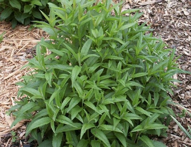 Veronica Species, Spiked Speedwell