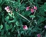 Lathyrus Species, Bitter Vetch, Bitter-Vetch