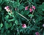 Lathyrus Species, Bitter Vetch, Bitter-Vetch