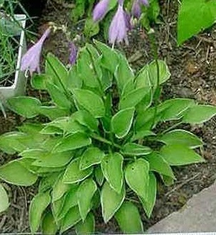 Hosta Allan P. McConnell