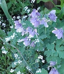 Aquilegia Species, Fan Columbine