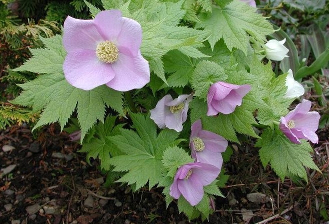 Japanese Wood Poppy