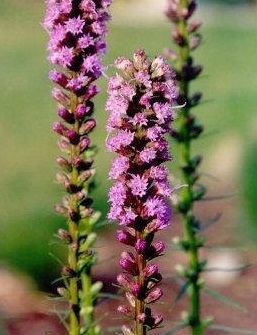 Spotted Gayfeather, Snakeroot, Dotted Blazing Star