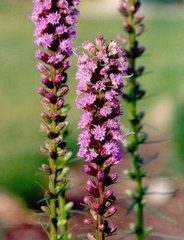 Spotted Gayfeather, Snakeroot, Dotted Blazing Star
