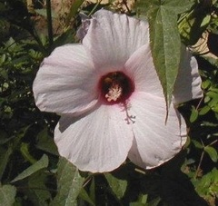 Halberd Leaved Swamp Mallow, Soldier Rose Mallow