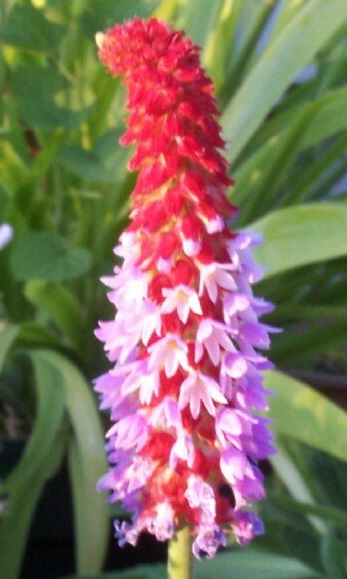Primula Species, Orchid Primrose, Poker Primrose, Vial’s Primrose
