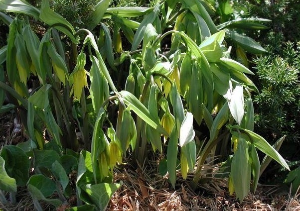 Uvularia Species, Large Bellwort