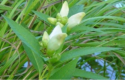Chelone Species, Fishmouth, Shell Flower, Turtle Bloom, White Turtlehead