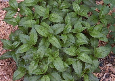 Chelone, Pink Turtlehead, Lyons Turtlehead