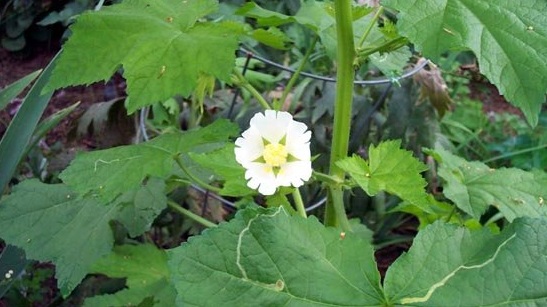 Vine-leaved Kitaibelia