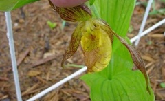 Species Orchid, Cypripedium, Limestone Loving Cypripedium, Yellow Lady's Slipper