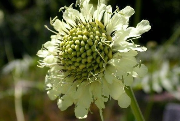 Cephalaria Species, Giant Pincushion Flower, Giant Scabious, Yellow Scabious