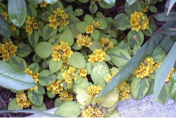 Lysimachia Species, Creeping Jenny, Dense-Flowered Loosestrife, Golden Globe Loosestrife