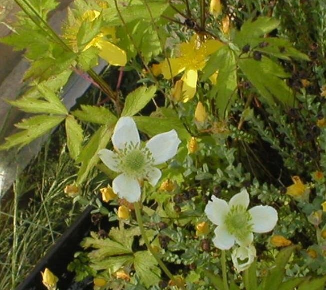 Anemone Species, Tall Anemone, Thimbleweed
