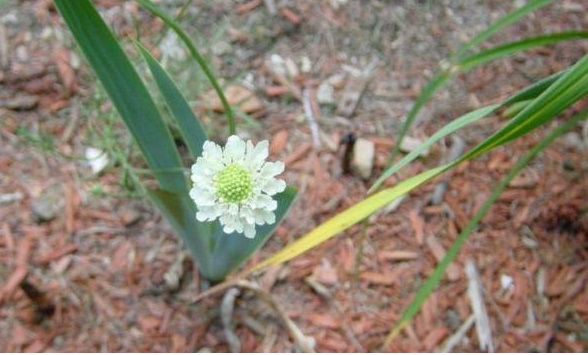 Scabiosa Species, Cream Pincushion Flower, Cream Scabious