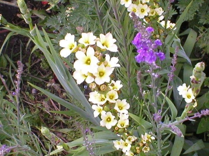 Sisyrinchium Species, Satin Flower, Yellow Eyed Grass