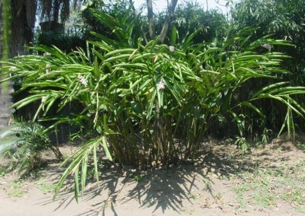 Alpinia Species, Shell Ginger, Shellplant