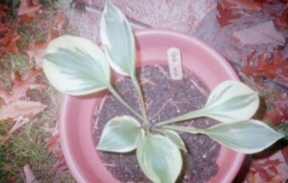 Hosta Twilight