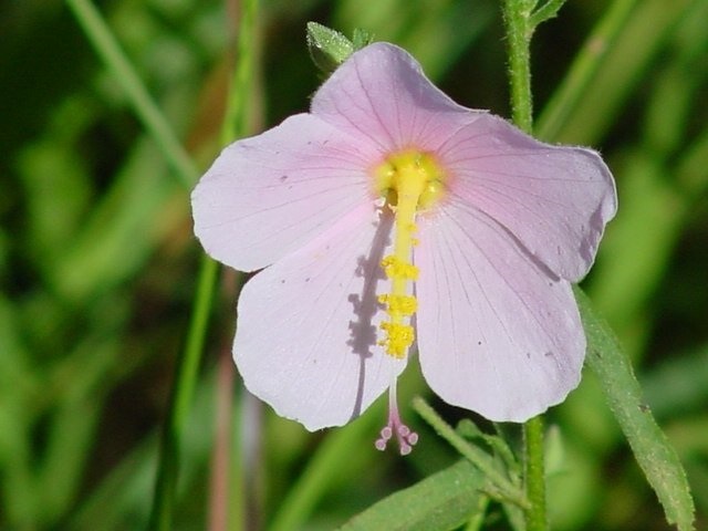 Salt Marsh Mallow, Seashore Mallow