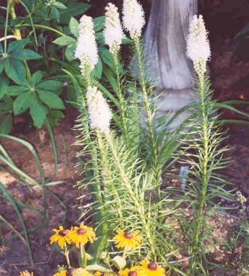Gay Feather, Dense Blazing Star Floristan White
