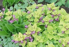 Spotted Dead Nettle 'Aureum'