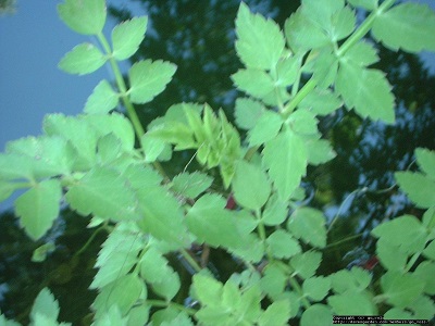 Water Celery, Water Parsley