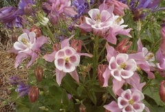 Aquilegia, Columbine, Granny's Bonnets 'Biedermeier Group'