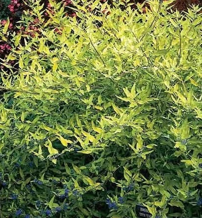 Caryopteris, Bluebeard, Blue Mist Spirea Worcester Gold