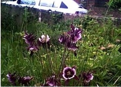 Aquilegia, European Columbine, European Crowsfoot, Granny's Bonnets 'William Guiness'