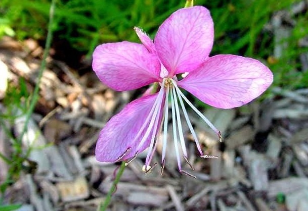 Oenothera Species, Scarlet Beeblossum, Scarlet Gaura