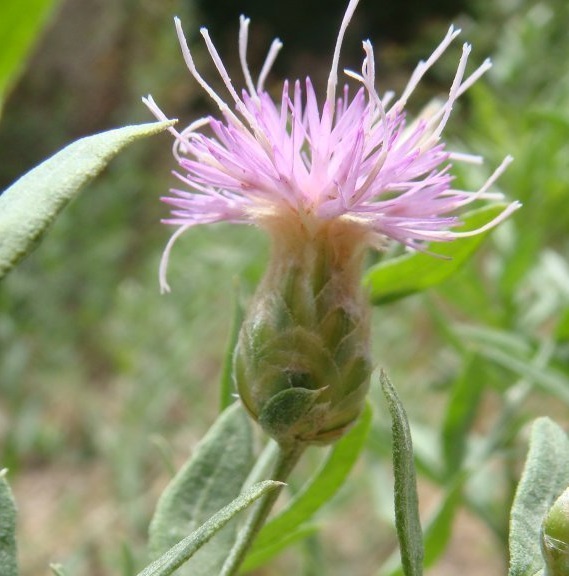 Rhaponticum Species, Russian Knapweed, Russian Star Thistle, Turkestan Thistle