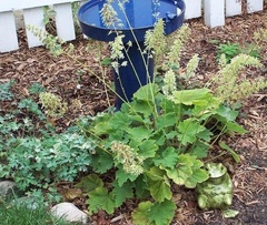 Heuchera, Alumroot, Coral Bells, Hairy Alumroot, Maple Leaf Alumroot 'Autumn Bride'
