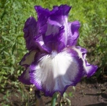 Reblooming Tall Bearded Iris Bountiful Harvest