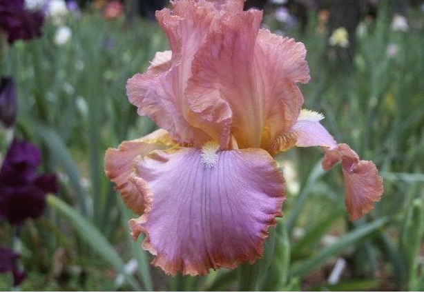 Tall Bearded Iris Afternoon Delight