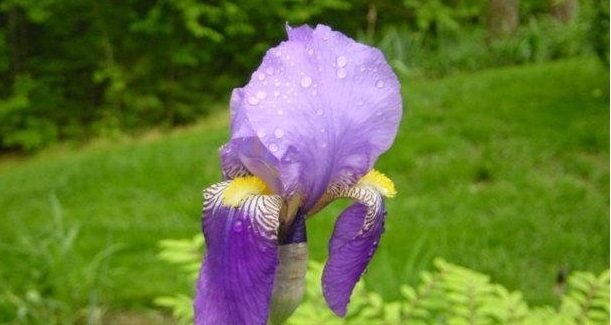 Tall Bearded Iris Amas