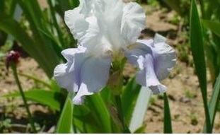 Tall Bearded Iris Dover Beach